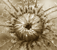 Frankfurtpflanzen9 183.jpg